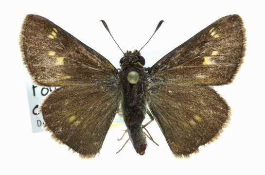 Image of Crossline Skipper