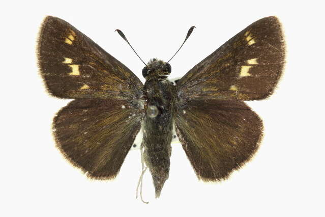 Image of Crossline Skipper