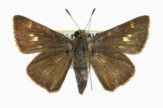 Image of Crossline Skipper