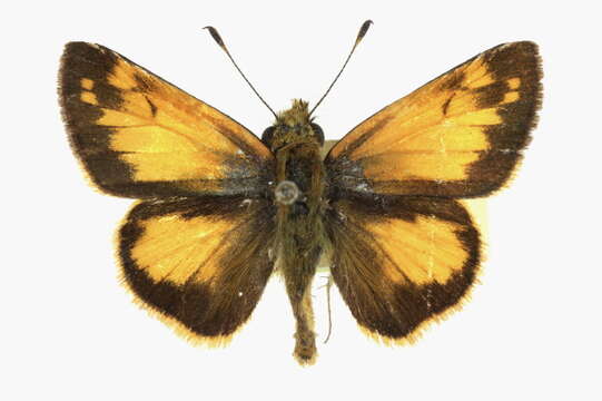 Image of Zabulon Skipper