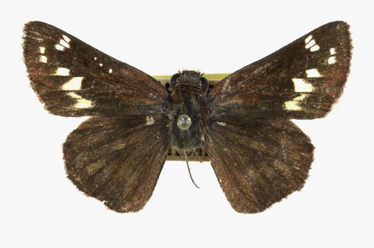 Image of Zabulon Skipper