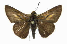 Image of Two-spotted Skipper