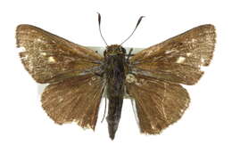 Image of Two-spotted Skipper