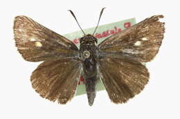 Image of Two-spotted Skipper