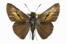 Image de Euphyes bimacula Grote & Robinson 1867