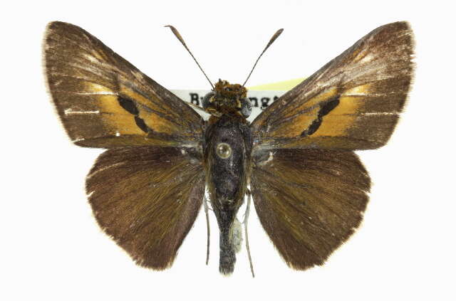 Image of Two-spotted Skipper