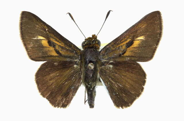 Image of Two-spotted Skipper