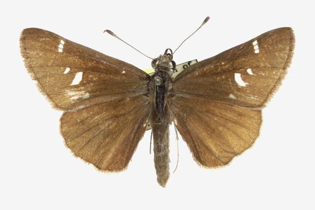 Image of Atrytonopsis deva Edwards 1876