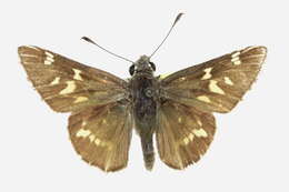 Image of Python Skipper