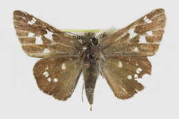 Image of Sheep Skipper