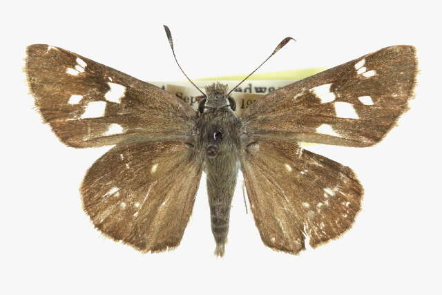 Image of Sheep Skipper