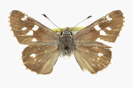 Image of Sheep Skipper