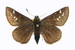 Image of Dusted Skipper