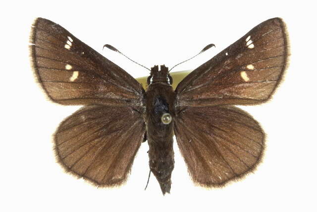 Image of Dusted Skipper