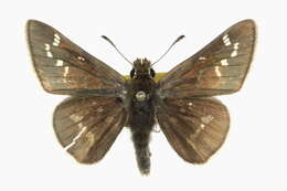 Image of Dusted Skipper