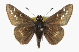 Image of Dusted Skipper