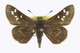 Image of Dusted Skipper