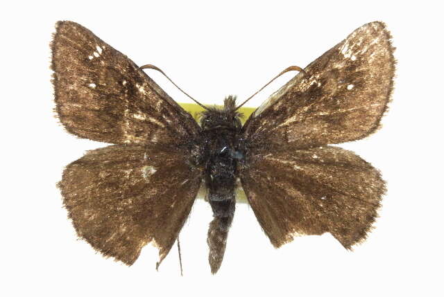 Image of Erynnis pacuvius Lintner 1878