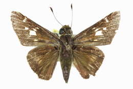Image of <i>Nyctelius <i>nyctelius</i></i> nyctelius