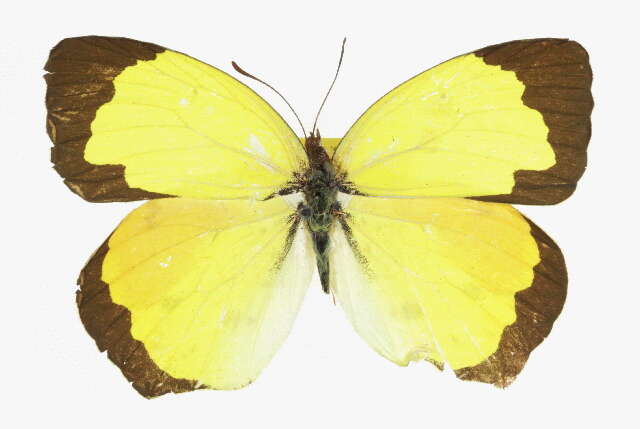 Image of Salome Yellow