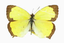 Image of Salome Yellow