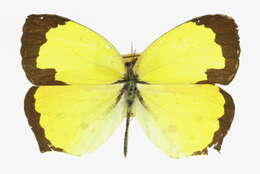 Image of Salome Yellow