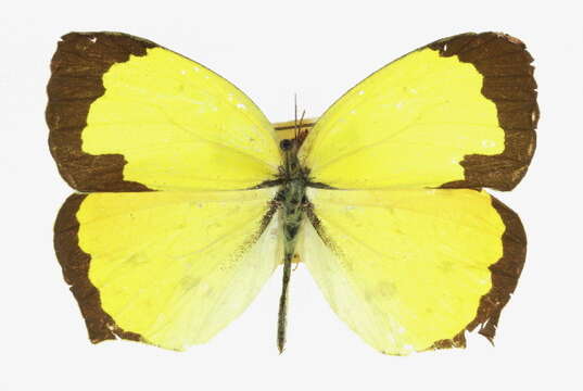 Image of Salome Yellow