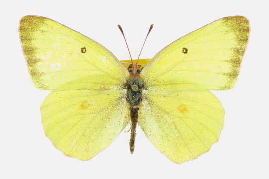 Image of Harford's Sulphur