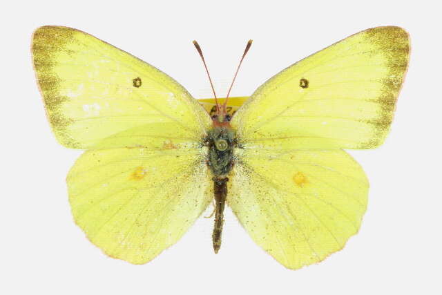 Image of Harford's Sulphur