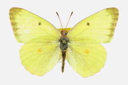 Image of Harford's Sulphur