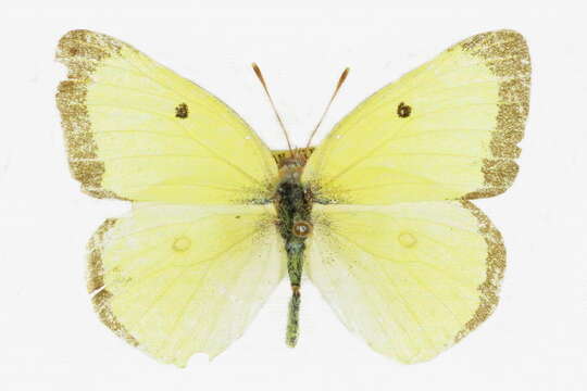 Image of Harford's Sulphur