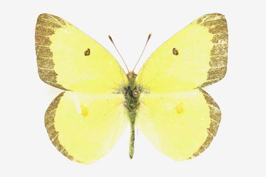 Image of Harford's Sulphur