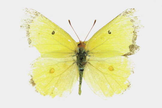 Image of Harford's Sulphur