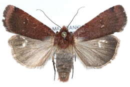 <i>Abagrotis brunneipennis</i> (Grt.) resmi