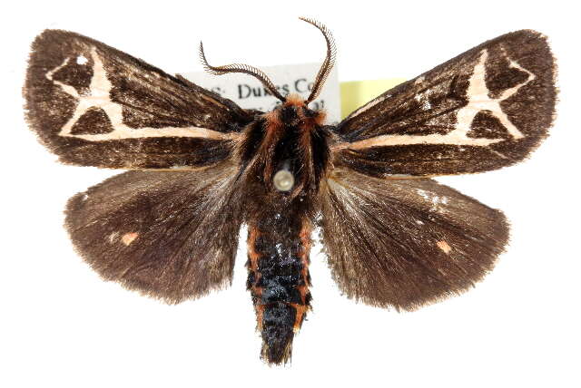 Image of Grammia Rambur 1866