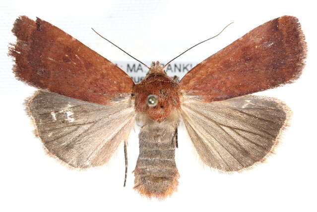 Image of Abagrotis