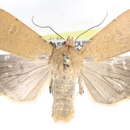 Image of <i>Abagrotis magnicupida</i>