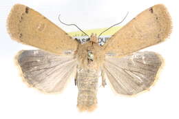 Image of <i>Abagrotis magnicupida</i>