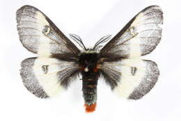 Image of Buck Moth