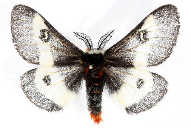 Image of Buck Moth