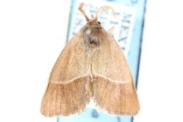 Image of <i>Monoleuca longifascia</i>