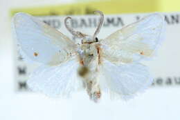 Image of Alarodia immaculata Grote 1865