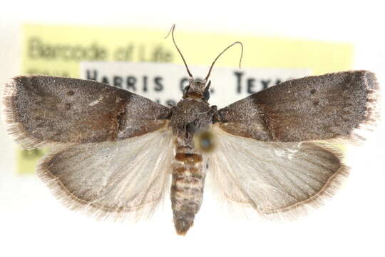 Image of Acrobasis texana Neunzig 1986