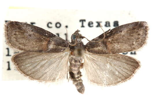 Image of Acrobasis texana Neunzig 1986