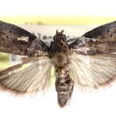 Acrobasis evanescentella Dyar 1908 resmi