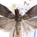 Image of Acrobasis juglanivorella Neunzig 1986