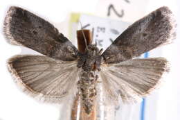 Image of Acrobasis juglanivorella Neunzig 1986