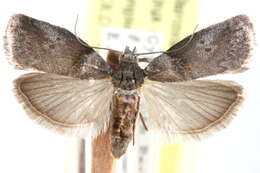 Image of Acrobasis juglanivorella Neunzig 1986