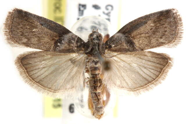 Image of Acrobasis juglanivorella Neunzig 1986