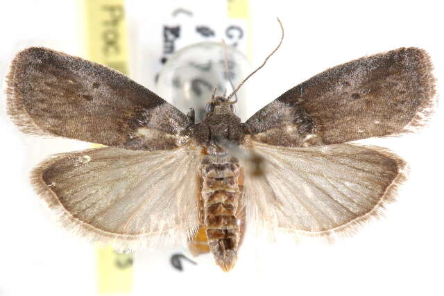 Image of Acrobasis juglanivorella Neunzig 1986